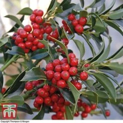 Holly 'Green Alaska' -Perfect Greenery ilex gree a