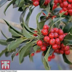 Holly 'Green Alaska' -Perfect Greenery ilex gree b