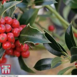 Holly 'Green Alaska' -Perfect Greenery ilex gree c