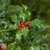 Holly 'Green Alaska' -Perfect Greenery ilex gree d