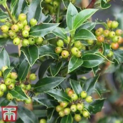 Holly 'Green Alaska' -Perfect Greenery ilex gree f