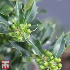 Holly 'Green Alaska' -Perfect Greenery ilex green e