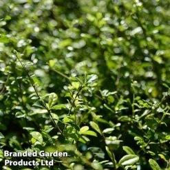Ilex Crenata 'Dark Green' -Perfect Greenery ilexdarkgreen
