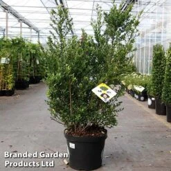 Ilex Crenata 'Dark Green' -Perfect Greenery ilexdarkgreen10L