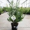 Ilex Crenata 'Dark Green' -Perfect Greenery ilexdarkgreen5L