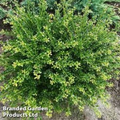Ilex Crenata 'Glorie Dwarf' 7 Ilex Crenata 'Glorie Dwarf' -Perfect Greenery ilexglorie