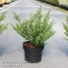 Ilex Crenata 'Glorie Dwarf' -Perfect Greenery ilexglorie3L