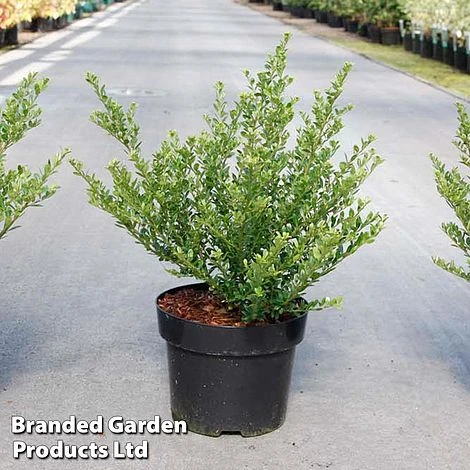 Ilex Crenata 'Glorie Dwarf' 3 Ilex Crenata 'Glorie Dwarf'