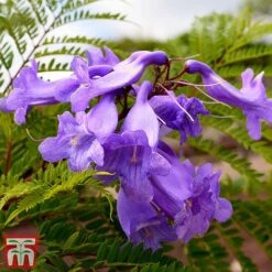 Jacaranda 'Bonsai Blue' -Perfect Greenery jaca bons