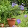 Jacaranda 'Bonsai Blue' 1 Jacaranda 'Bonsai Blue' -Perfect Greenery jaca bonsai1