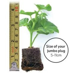 Nepeta 'Neptune' -Perfect Greenery jumboplugsize24