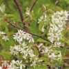 Amelanchier Canadensis -Perfect Greenery june