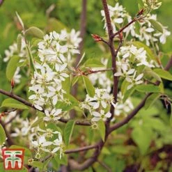 Amelanchier Canadensis -Perfect Greenery june2