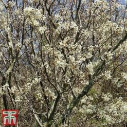 Amelanchier Canadensis -Perfect Greenery june4