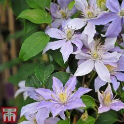Clematis 'Justa' -Perfect Greenery justa2