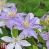 Clematis 'Justa' -Perfect Greenery justa4