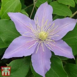Clematis 'Justa' -Perfect Greenery justa5