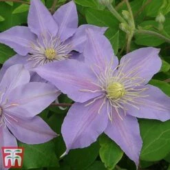 Clematis 'Justa' -Perfect Greenery justa6