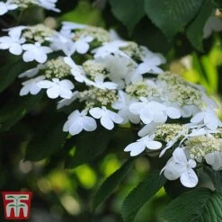 Viburnum Plicatum F. Tomentosum 'Kilimanjaro' -Perfect Greenery kili4