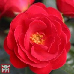 Rose 'Lots Of Kisses' (Shrub Rose) -Perfect Greenery kiss