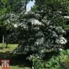 Cornus Kousa 'Teutonia' -Perfect Greenery kou2