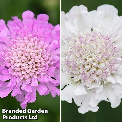 Scabious 'Kudos Collection' -Perfect Greenery kudos