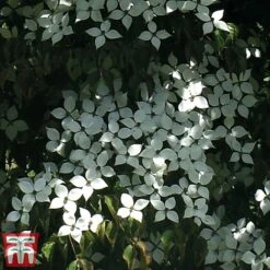 Cornus Kousa 'Teutonia' 9 Cornus Kousa 'Teutonia' -Perfect Greenery kuo