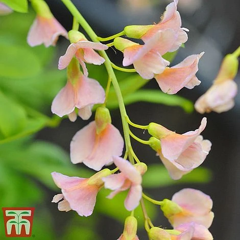 Laburnocytisus 'Adamii' 4 Laburnocytisus 'Adamii' - Image 2