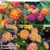 Lantana Camara Calippo Collection -Perfect Greenery lantana4