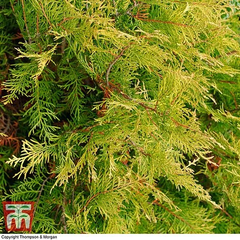 Leyland Cypress 'Castlewellan' Topiary 9 Leyland Cypress 'Castlewellan' Topiary - Image 7
