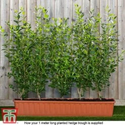 Ligustrum Ovalifolium 17 Ligustrum Ovalifolium -Perfect Greenery ligu ready2