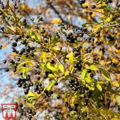 Ligustrum Vulgare 14 Ligustrum Vulgare -Perfect Greenery ligustrum