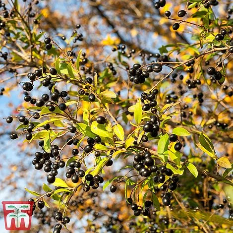 Ligustrum Vulgare 8 Ligustrum Vulgare - Image 6