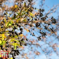 Ligustrum Vulgare 15 Ligustrum Vulgare -Perfect Greenery ligustrum2