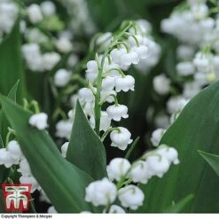 Perennial Saver Collection -Perfect Greenery lily of the vally2