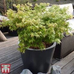 Acer Palmatum 'Little Princess' -Perfect Greenery littleprin