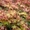 Acer Palmatum 'Little Princess' -Perfect Greenery littleprin2