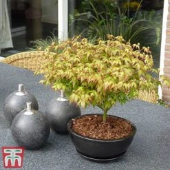 Acer Palmatum 'Little Princess' -Perfect Greenery littleprin3