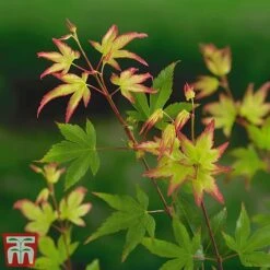 Acer Palmatum 'Little Princess' -Perfect Greenery littleprin5