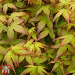 Acer Palmatum 'Little Princess' -Perfect Greenery littleprin7