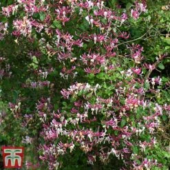 Honeysuckle 'Belgica' - Trellis 12 Honeysuckle 'Belgica' - Trellis -Perfect Greenery loni bel