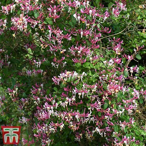 Honeysuckle 'Belgica' - Trellis 6 Honeysuckle 'Belgica' - Trellis - Image 4