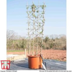 Honeysuckle 'Belgica' - Trellis 13 Honeysuckle 'Belgica' - Trellis -Perfect Greenery loni bel1
