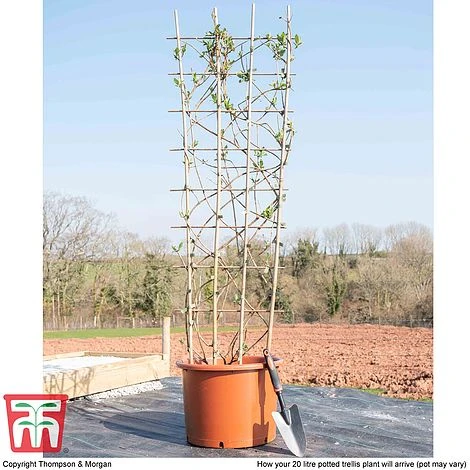 Honeysuckle 'Belgica' - Trellis 7 Honeysuckle 'Belgica' - Trellis - Image 5