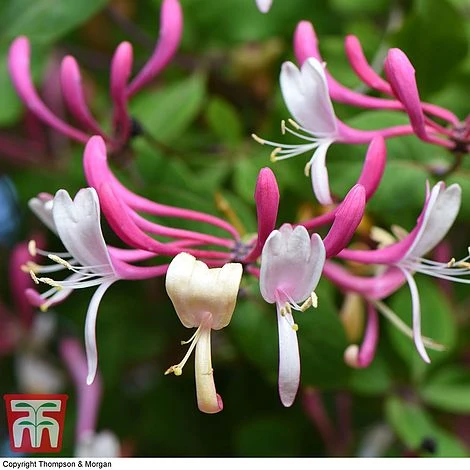 Honeysuckle 'Belgica' - Trellis 4 Honeysuckle 'Belgica' - Trellis - Image 2