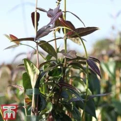 Honeysuckle 'Copper Beauty' -Perfect Greenery loni copp3