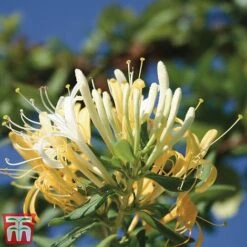 Honeysuckle 'Halliana' - Trellis -Perfect Greenery loni halli2