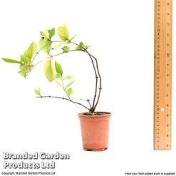 Honeysuckle 'Dart's World' -Perfect Greenery lonice