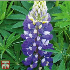 Lupin Gallery Collection -Perfect Greenery lupin gallery blue