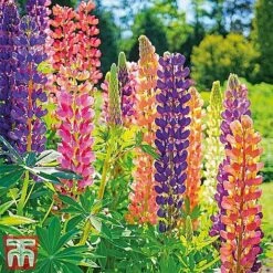 Perennial Saver Collection -Perfect Greenery lupin russell12